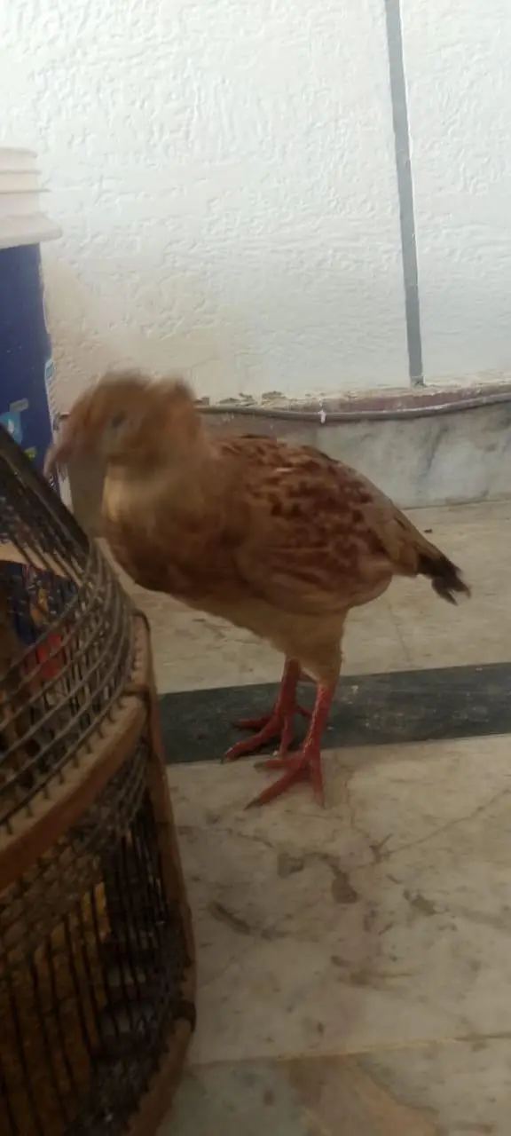 Irani pair healthy and puer +  03118764329 — photo 4