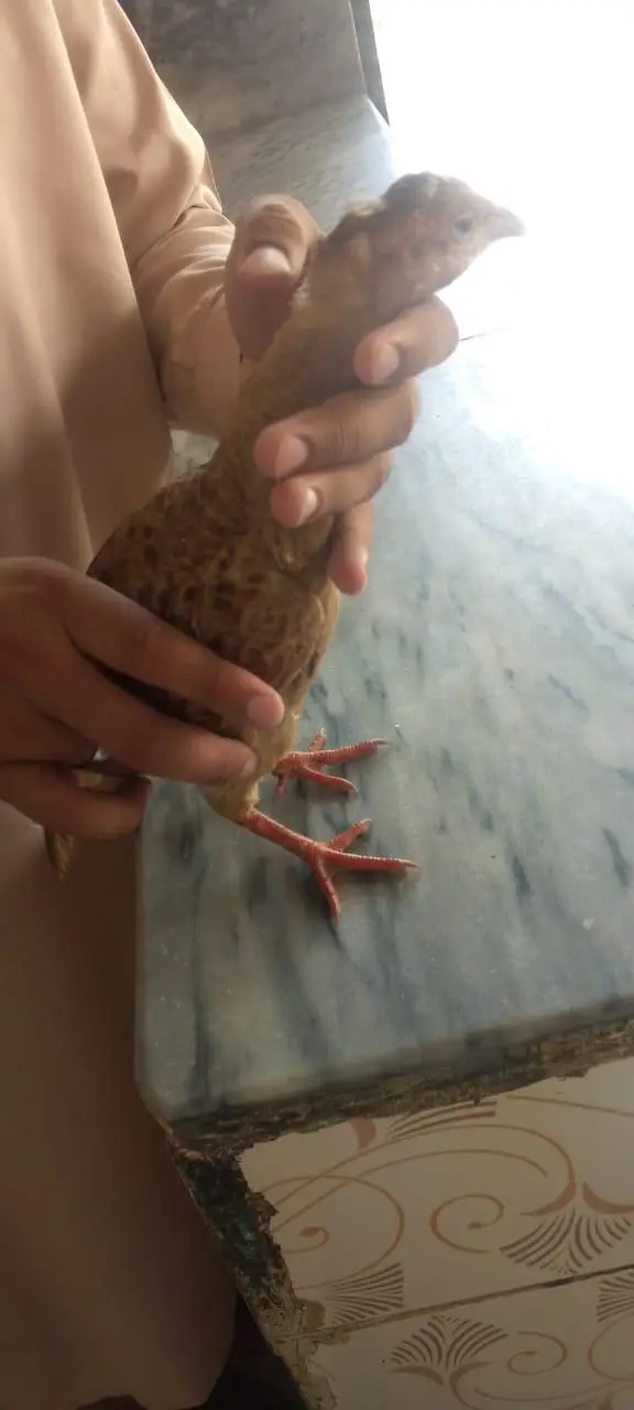 Irani pair healthy and puer +  03118764329 — photo 6