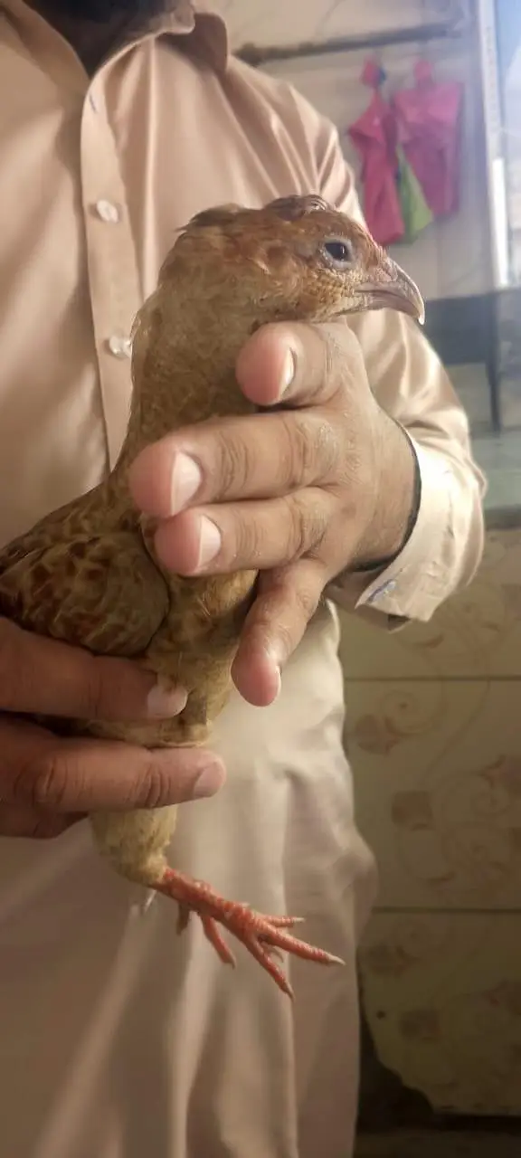 Irani pair healthy and puer +  03118764329 — photo 8