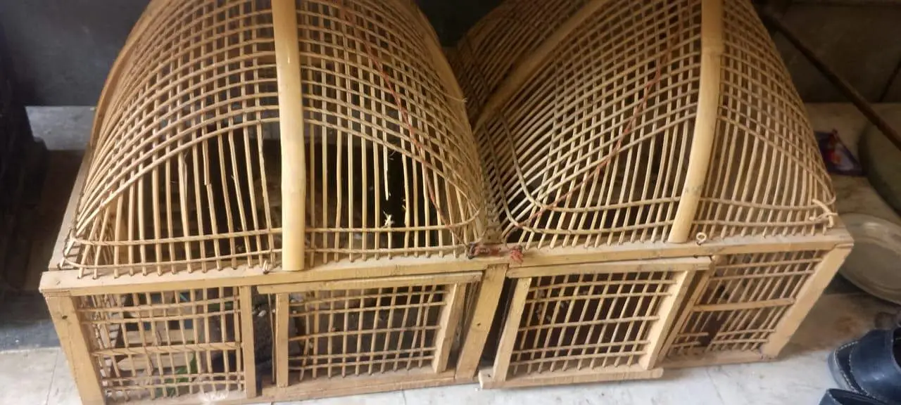 Irani pair healthy and puer +  03118764329 — photo 9