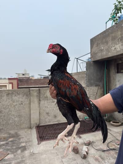 For sale