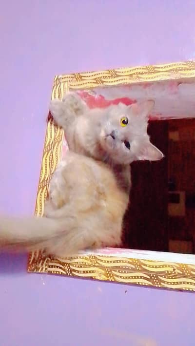 persion cat avalable