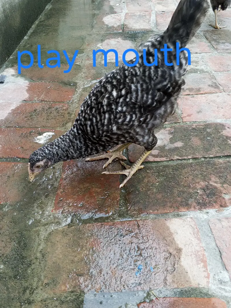 golden mishri+play mouth forsale — photo 2