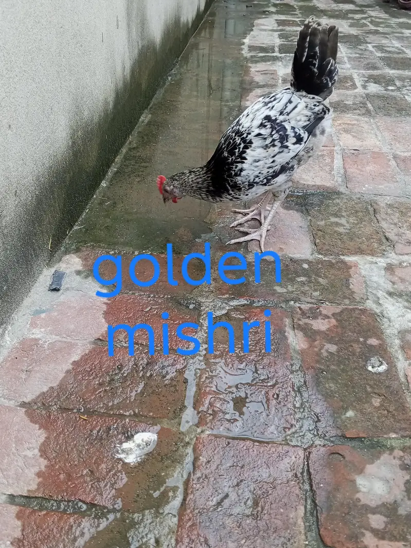 golden mishri+play mouth forsale — photo 3