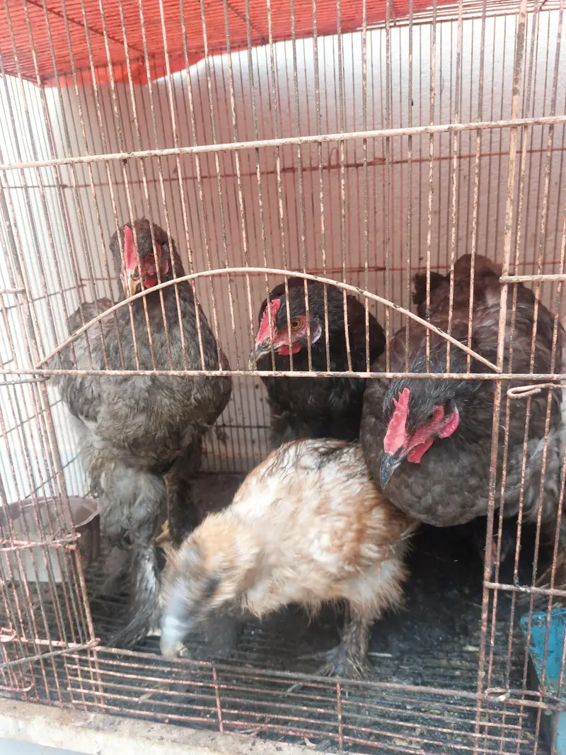 White silkies and Heavy Buffs — photo 2