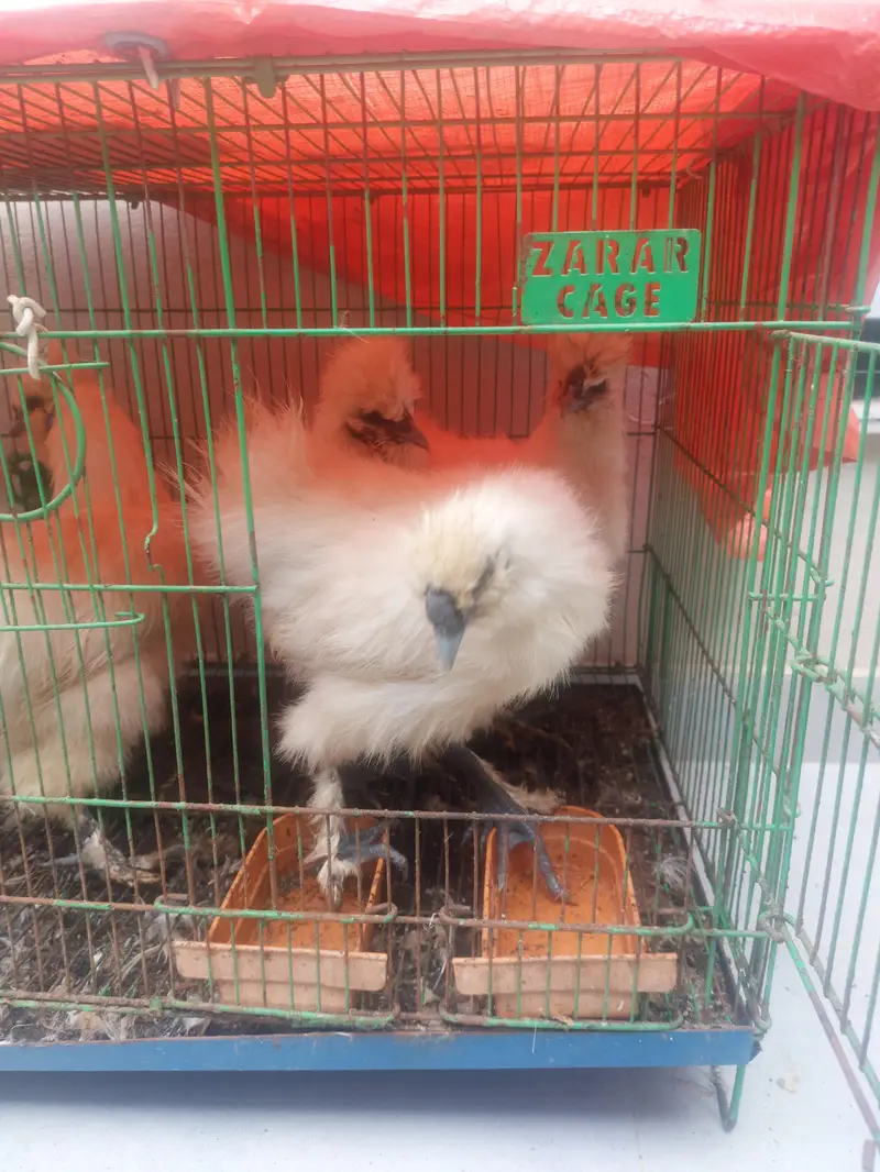 White silkies and Heavy Buffs — photo 4