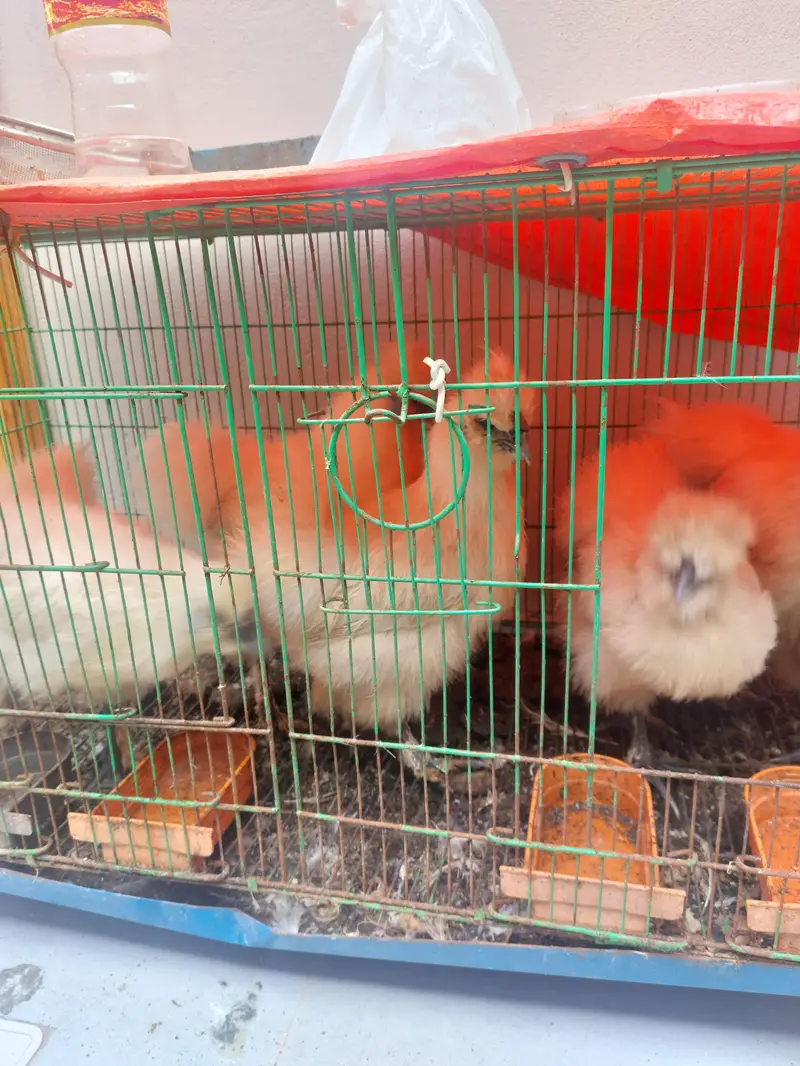 White silkies and Heavy Buffs — photo 5