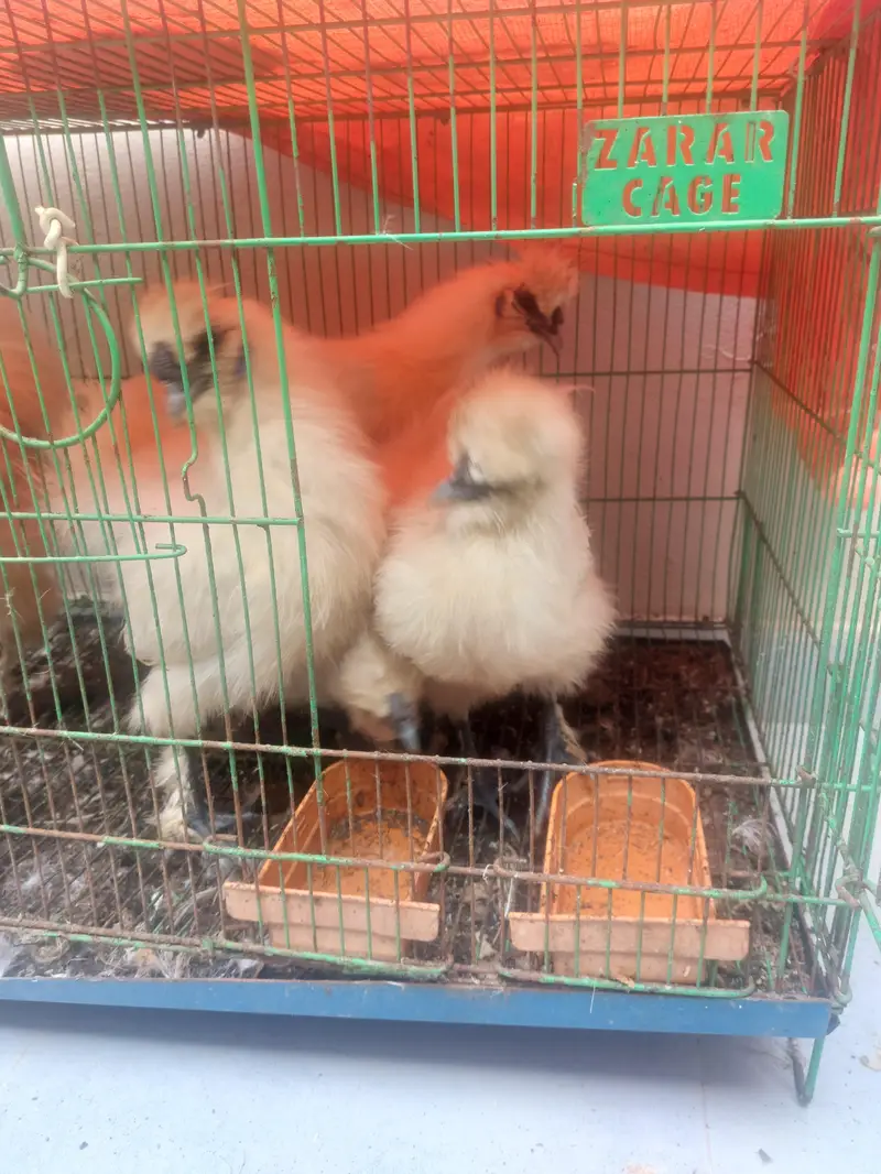 White silkies and Heavy Buffs — photo 6