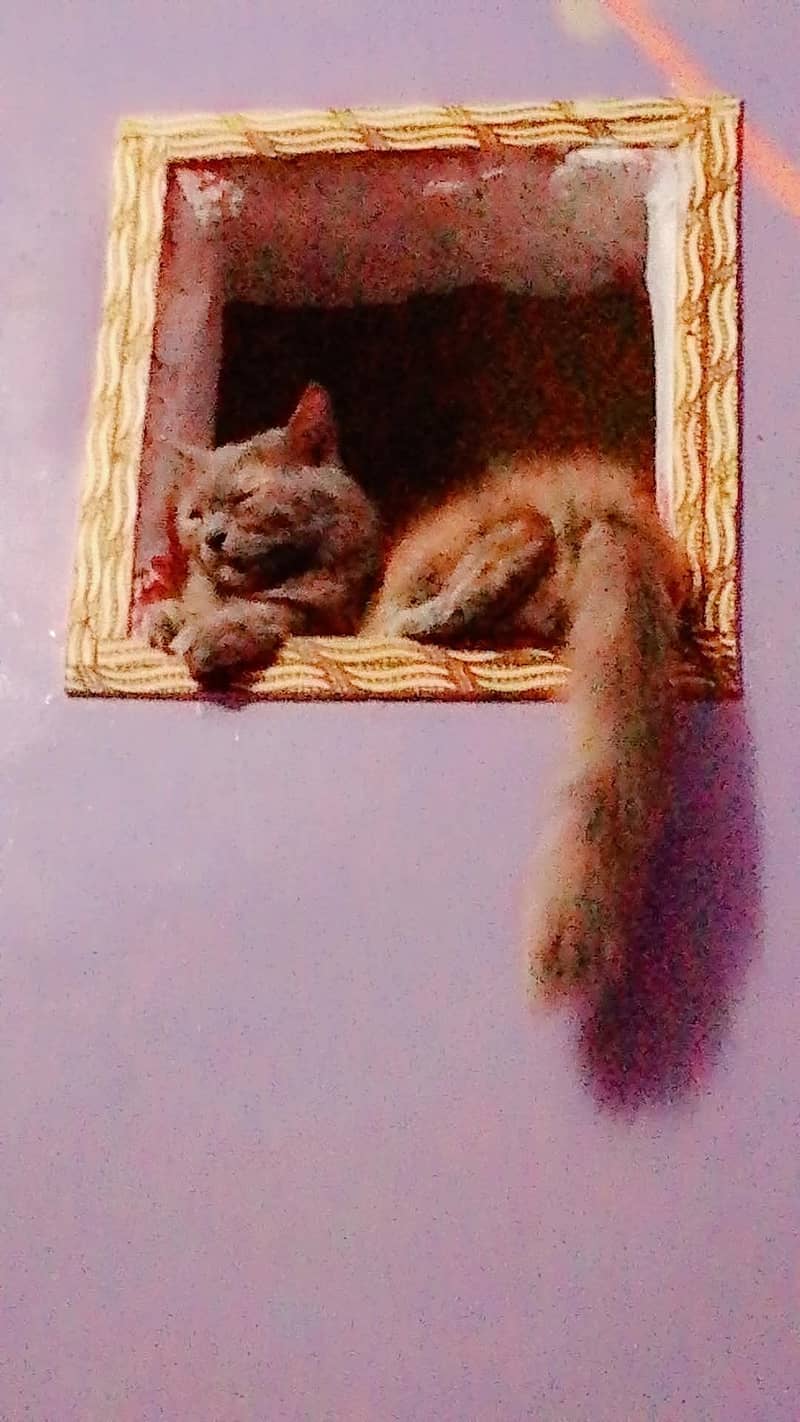 persion cat avalable 1