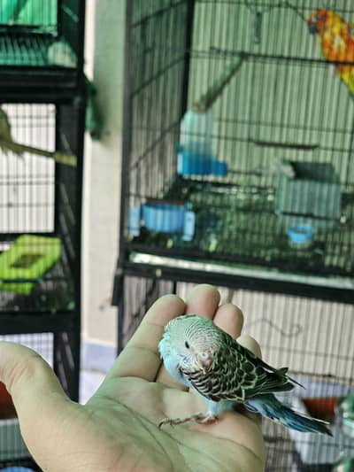 Budgie chicks for handtame