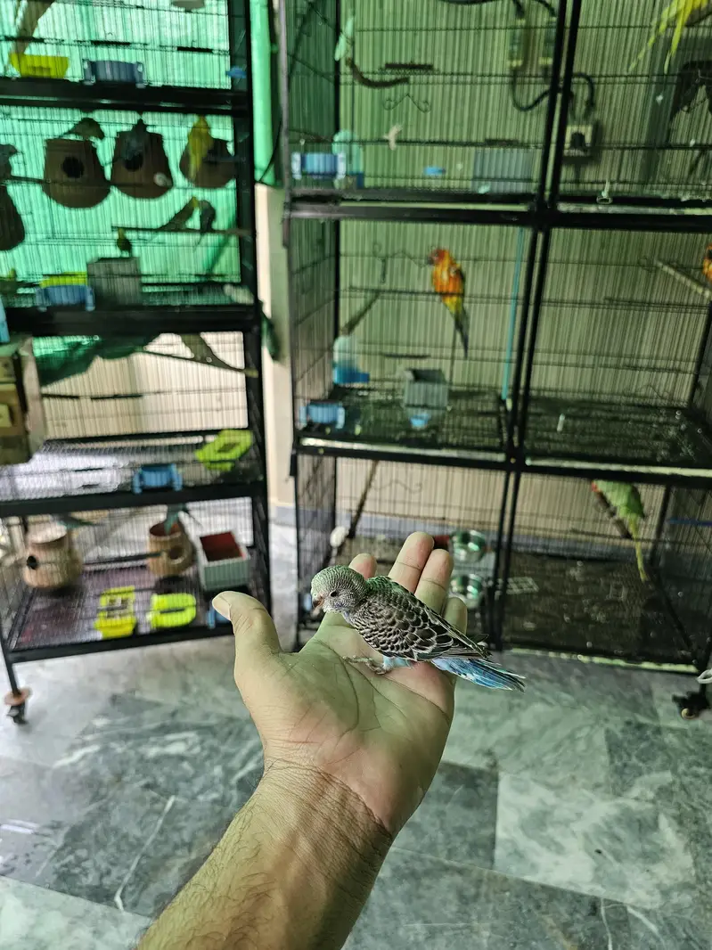 Budgie chicks for handtame — photo 2