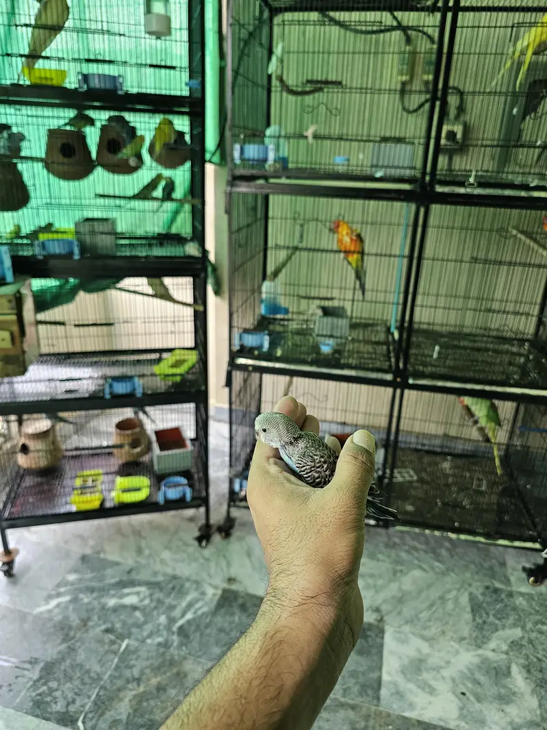 Budgie chicks for handtame — photo 3