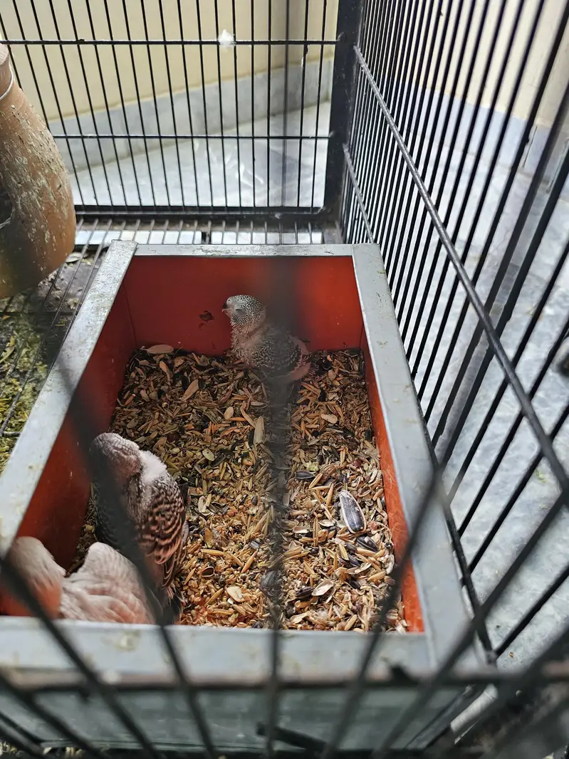 Budgie chicks for handtame — photo 4