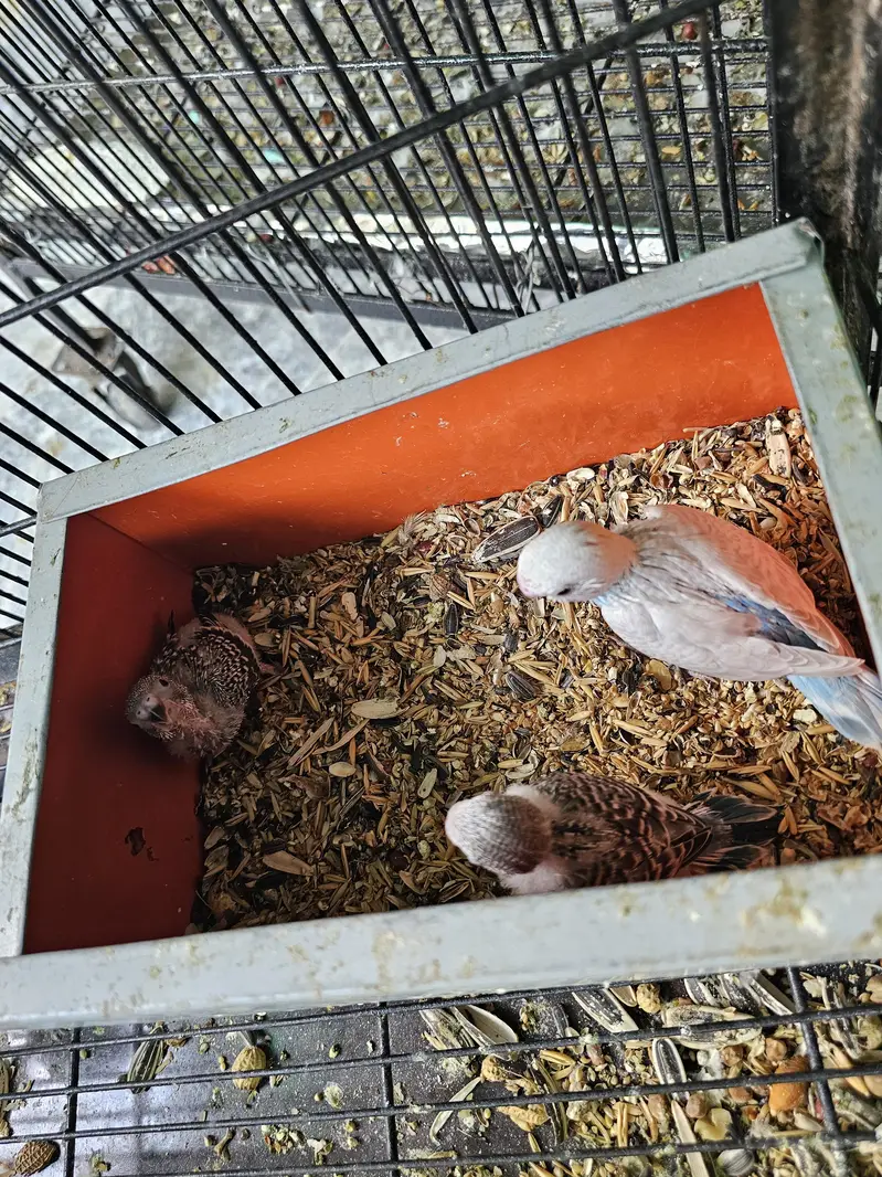 Budgie chicks for handtame — photo 5