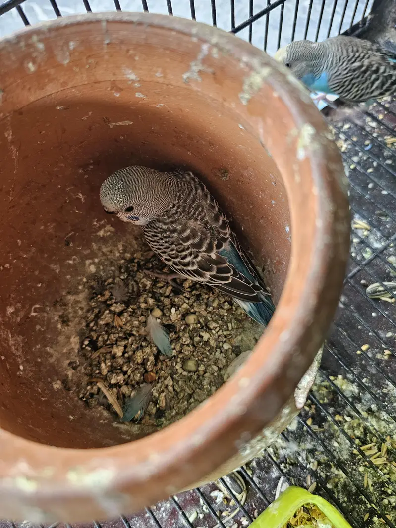 Budgie chicks for handtame — photo 6