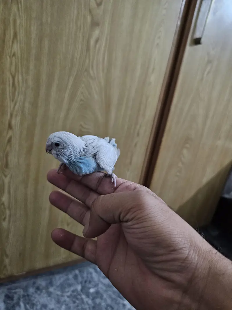 Budgie chicks for handtame — photo 7