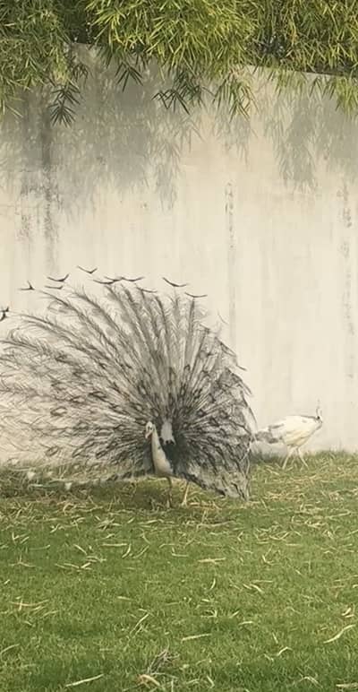 White peacock pair