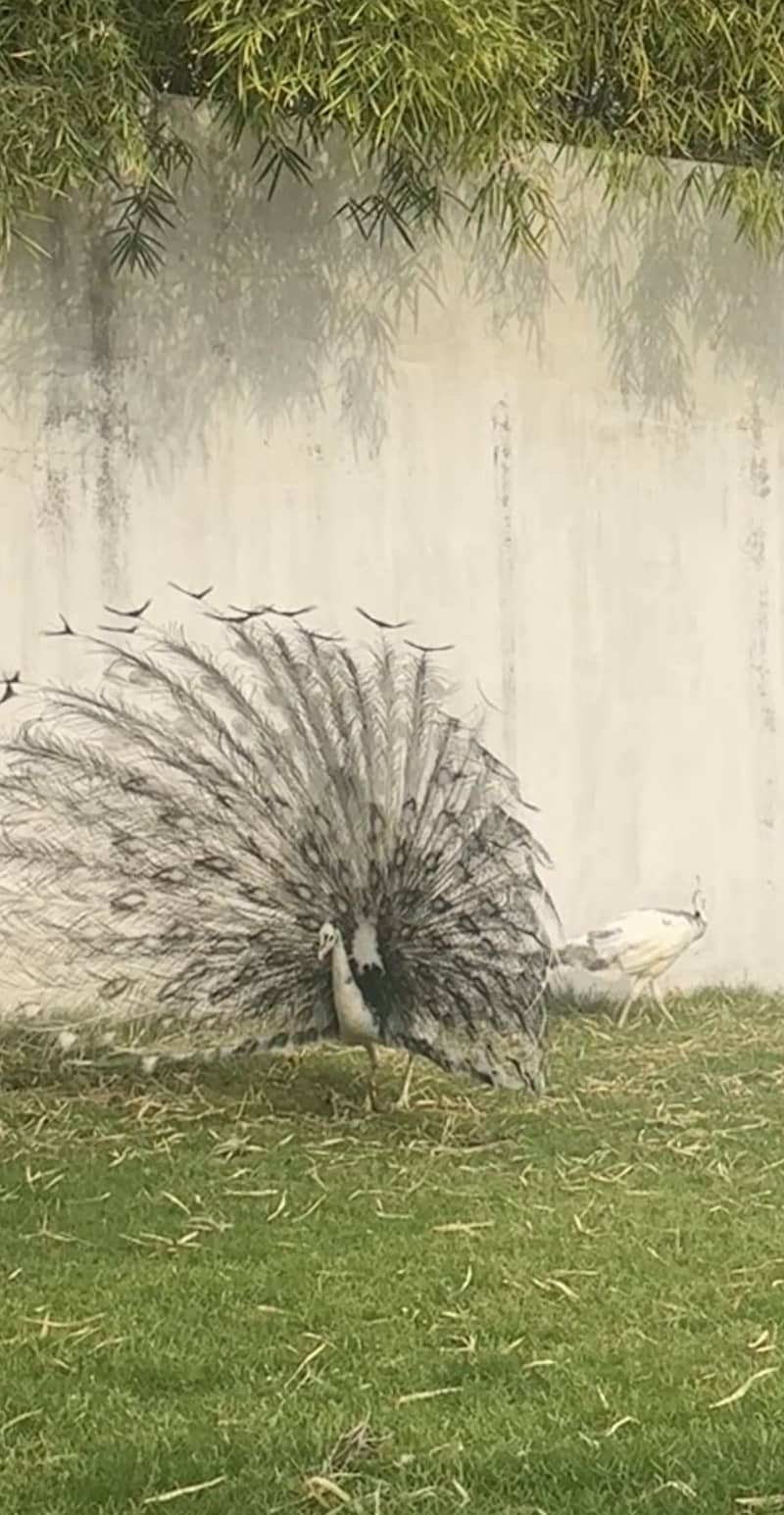 White peacock pair 0