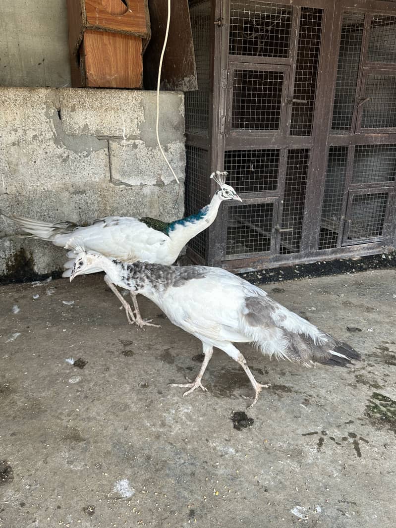 White peacock pair 1