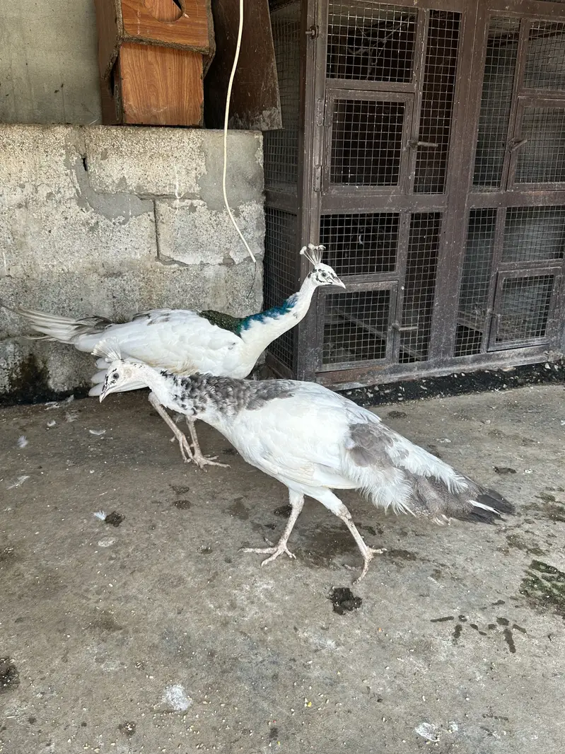 White peacock pair — photo 2