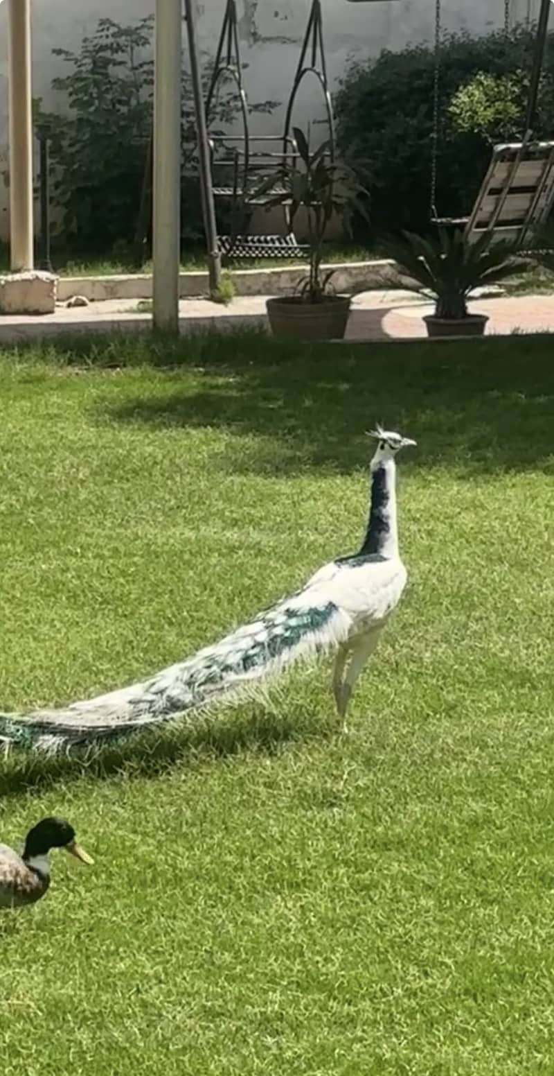 White peacock pair 2