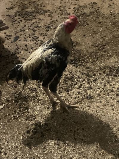 Aseel White java breeder contact on +92 300 0124323