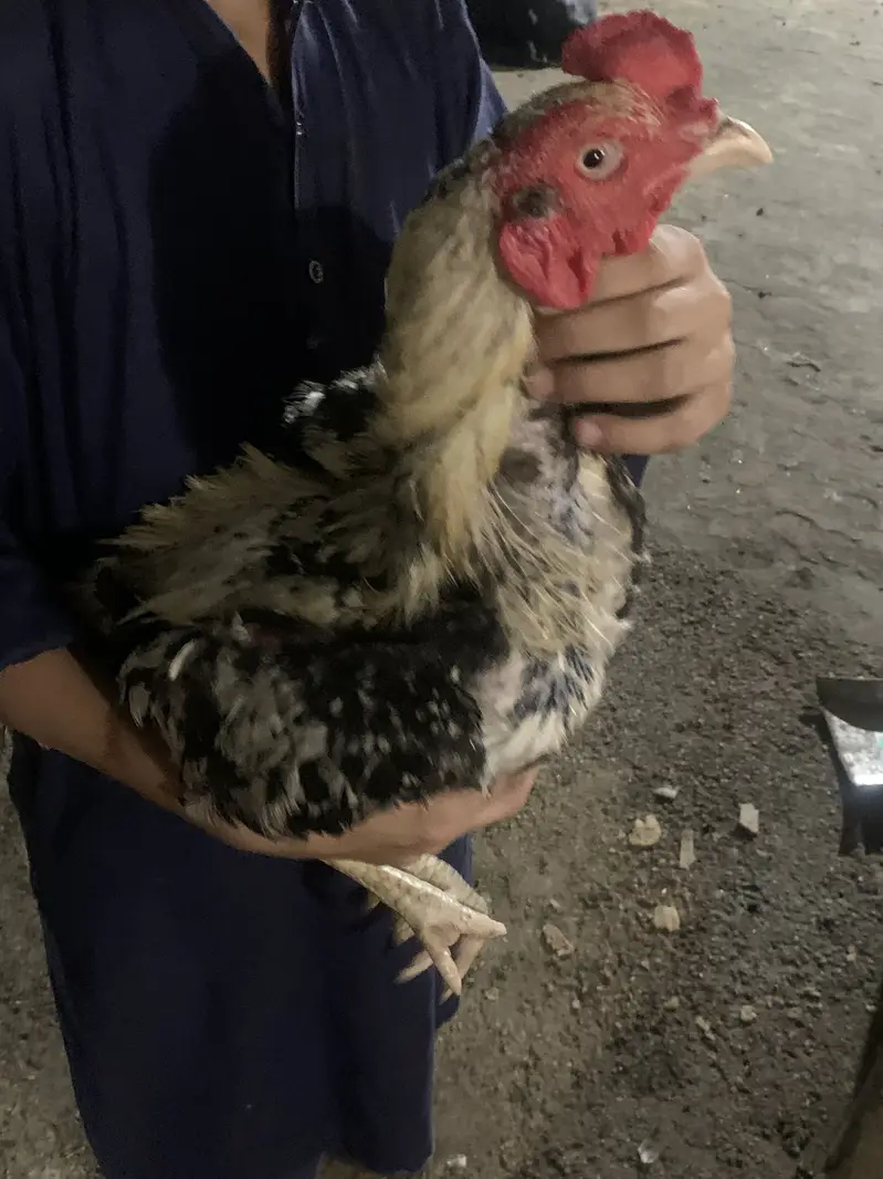 Aseel White java breeder contact on +92 300 0124323 — photo 2