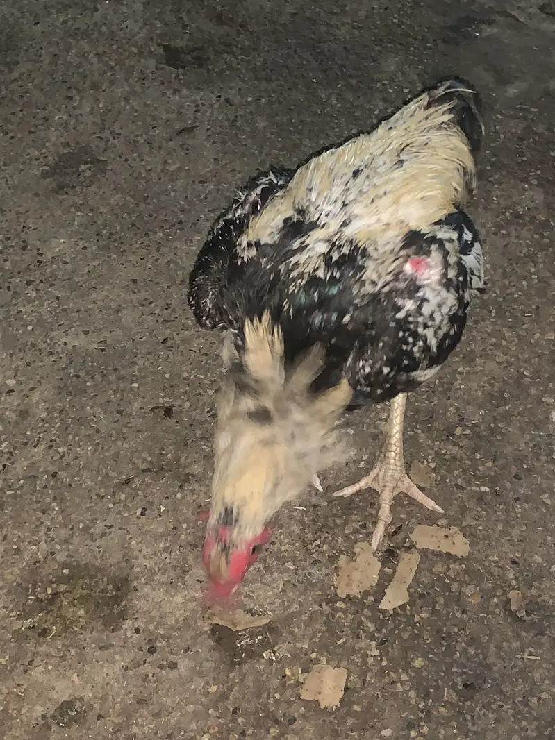 Aseel White java breeder contact on +92 300 0124323 — photo 3