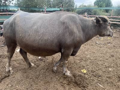 Bhains for sale