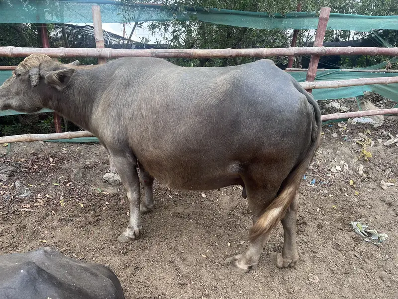 Bhains for sale — photo 2