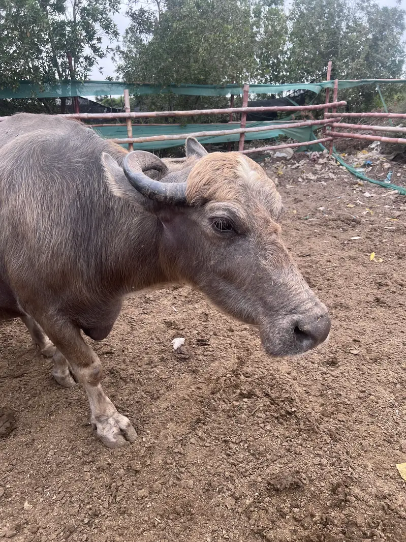 Bhains for sale — photo 3