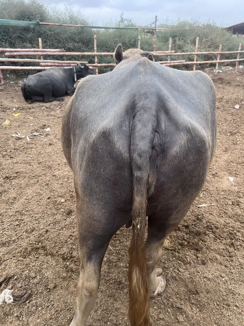 Bhains for sale — photo 4
