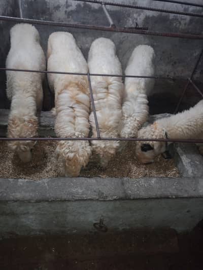 Bakra