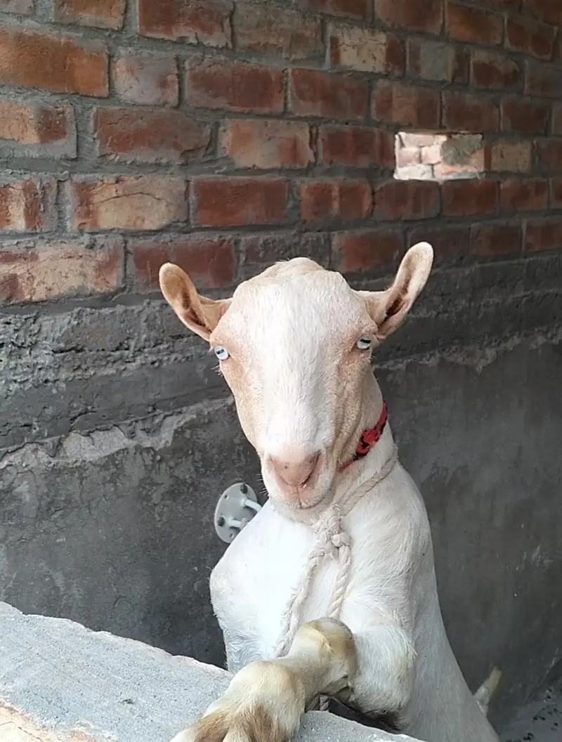 Pure Tedda male — photo 2
