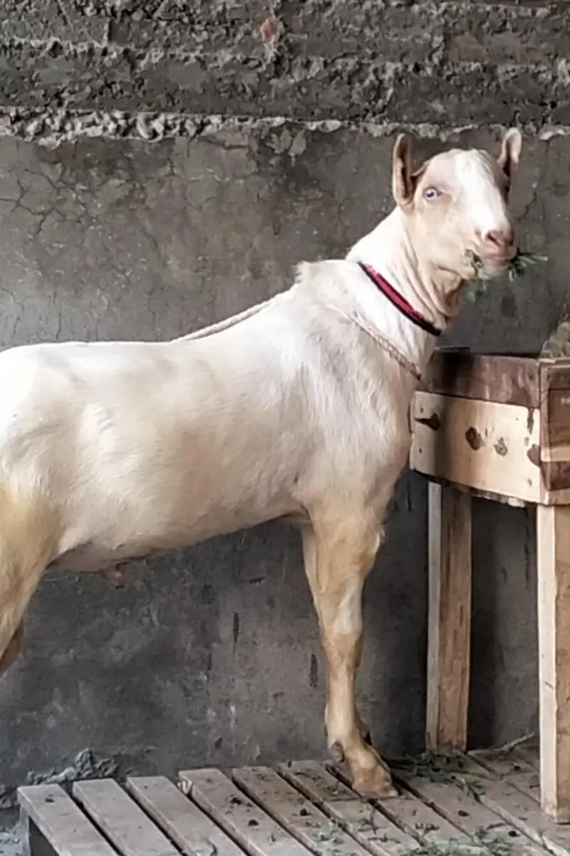 Pure Tedda male — photo 3