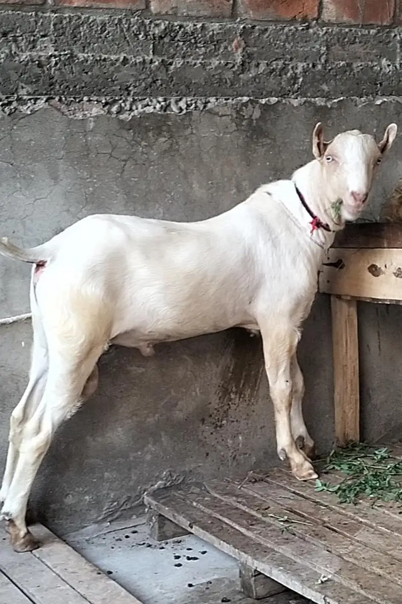 Pure Tedda male — photo 4