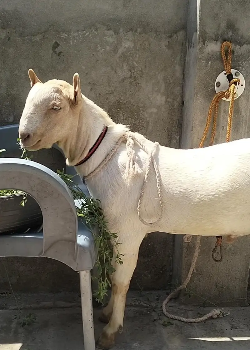 Pure Tedda male — photo 5
