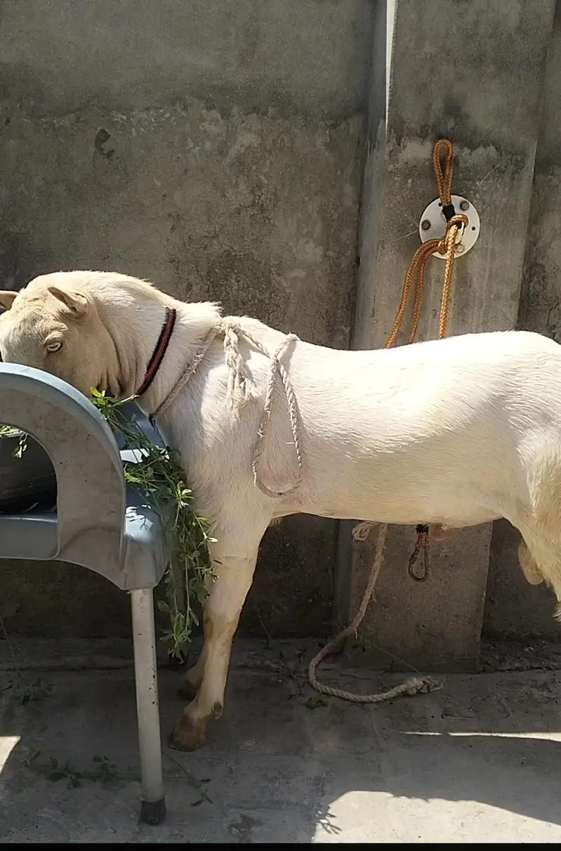 Pure Tedda male — photo 6
