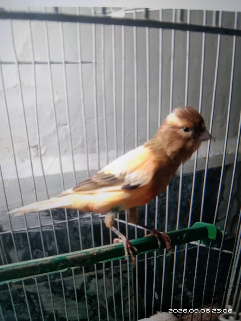 canary 0