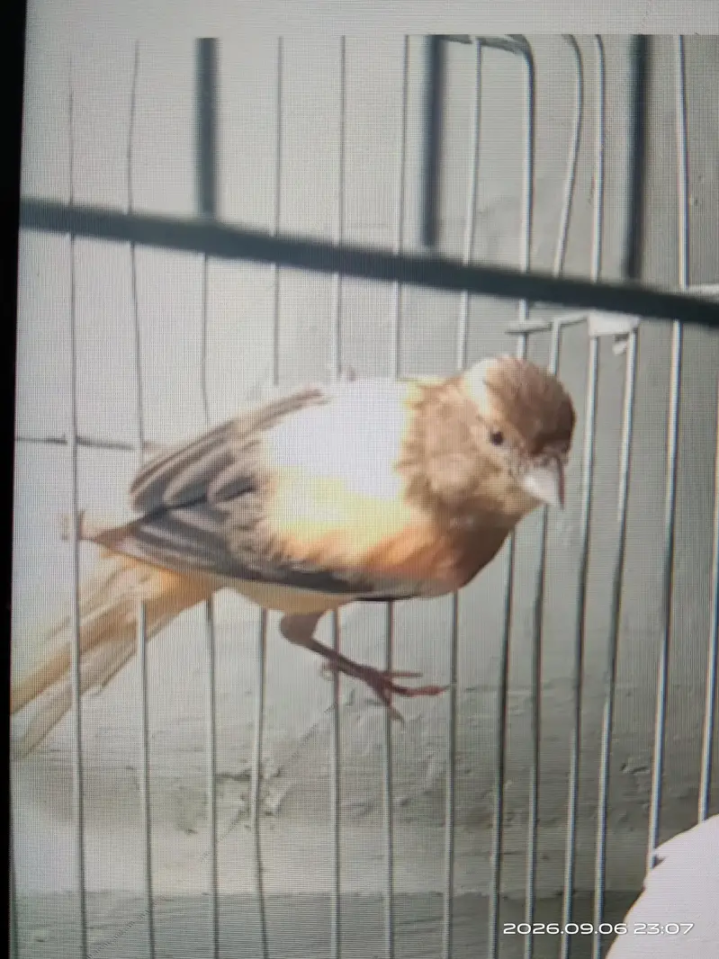 canary — photo 2