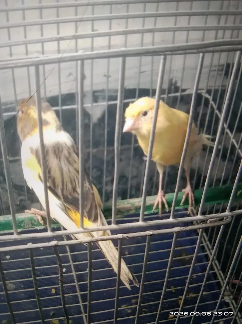 canary — photo 3