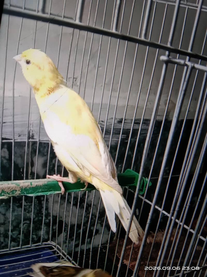 canary 3