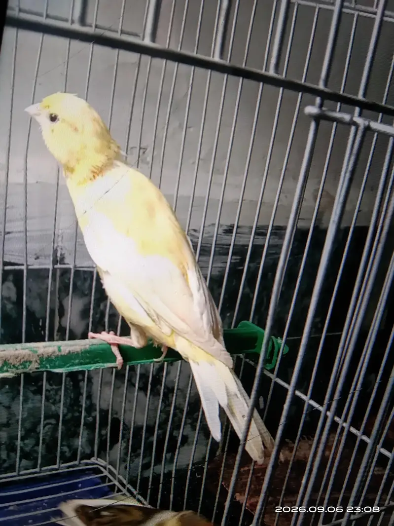 canary — photo 4