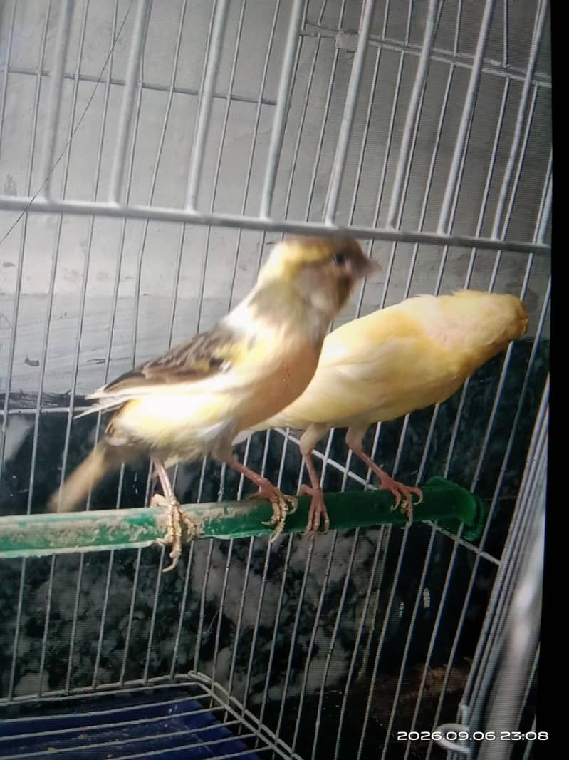 canary 4