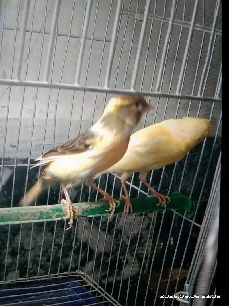 canary — photo 5