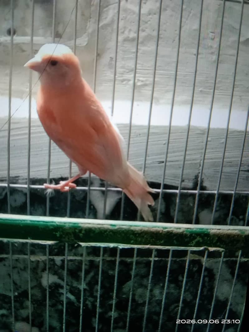 canary 6