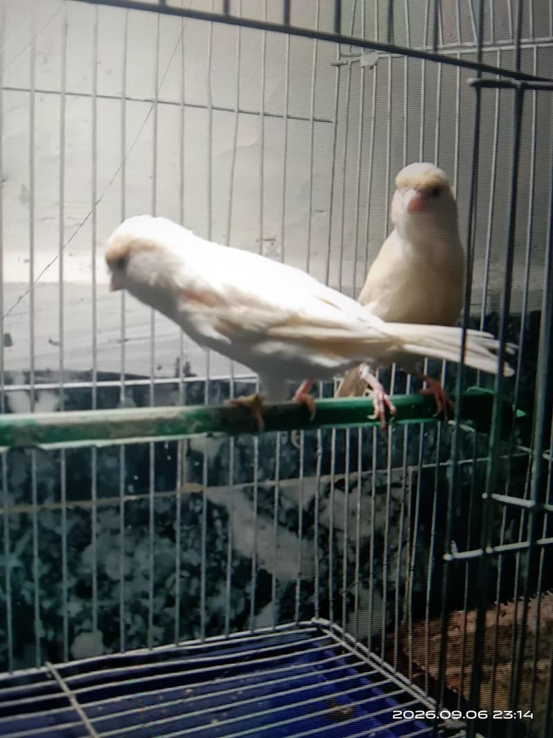 canary 7