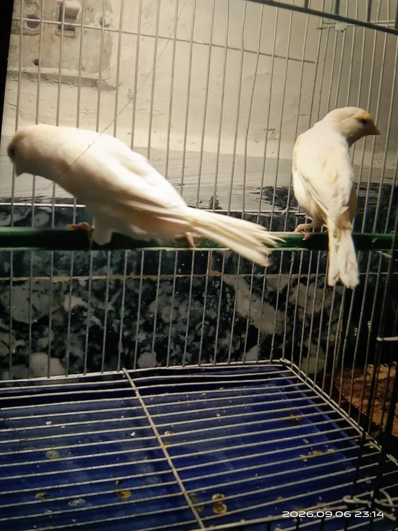 canary 8