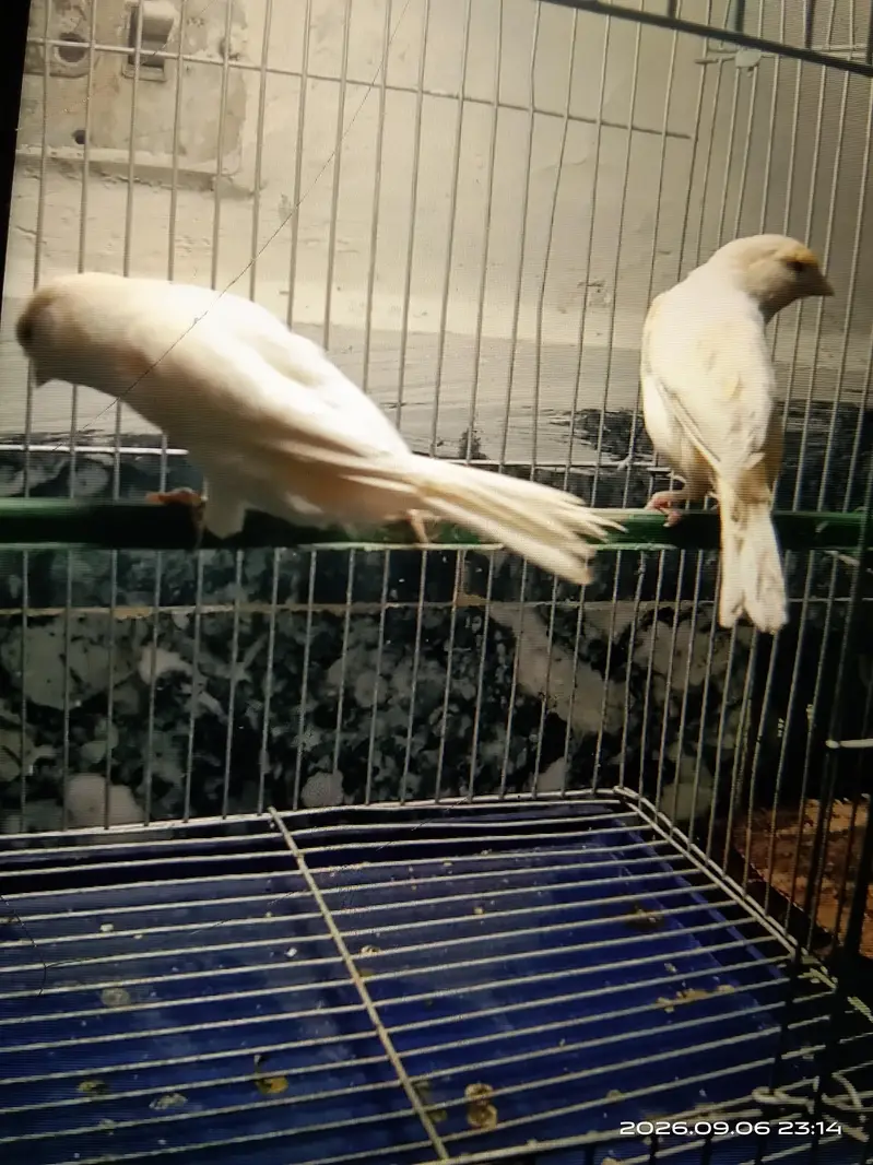 canary — photo 9
