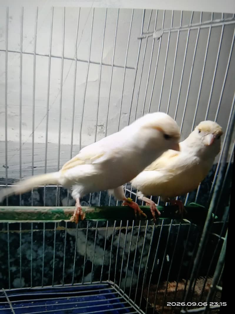 canary 9